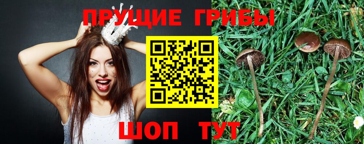 купить закладку  Вход с VPN  Ачхой-Мартан  Галлюциногенные грибы MAGIC MUSHROOMS 