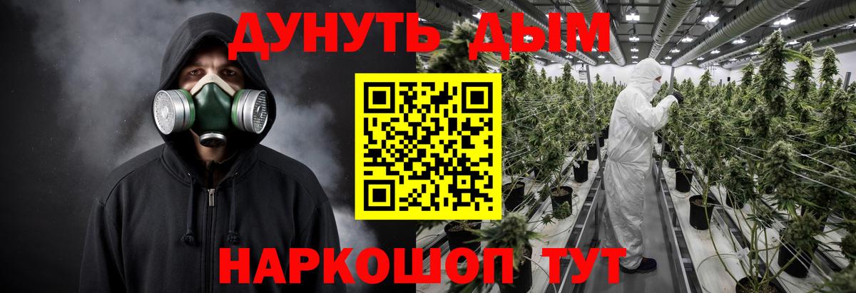 Конопля сатива Ачхой-Мартан